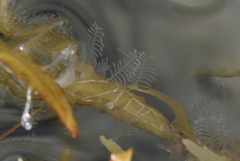 Aglaophenia latecarinata