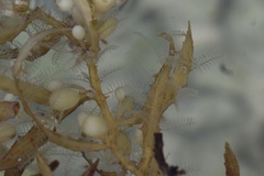 Aglaophenia latecarinata