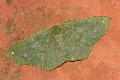 Himeromima aulis