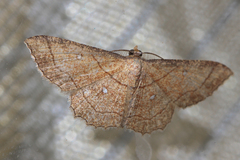 Cyclophora coecaria