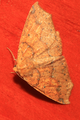 Acrosemia undilinea