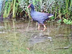 Gallinula galeata