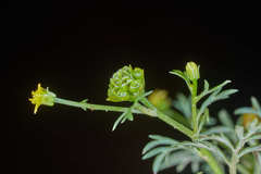 Chrysanthellum indicum afroamericanum