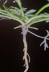 Chrysanthellum indicum afroamericanum