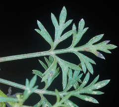 Chrysanthellum indicum afroamericanum
