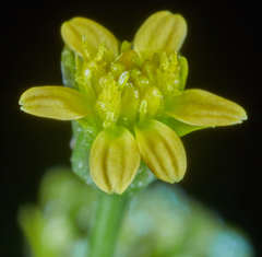 Chrysanthellum indicum afroamericanum