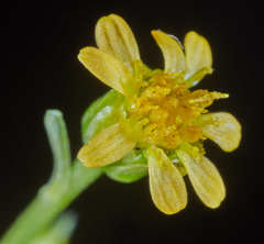 Chrysanthellum indicum afroamericanum