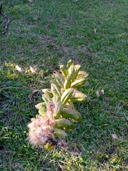 Pterocaulon polystachyum