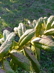 Pterocaulon polystachyum