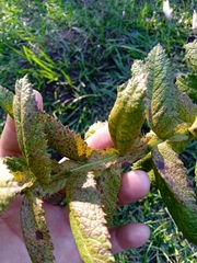 Pterocaulon polystachyum