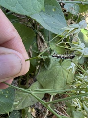 Danaus eresimus erginus