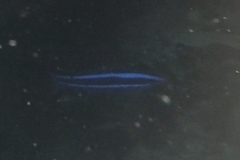 Larabicus quadrilineatus