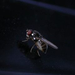 Amiota alboguttata