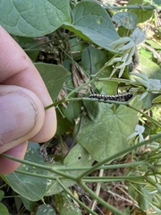 Danaus eresimus erginus