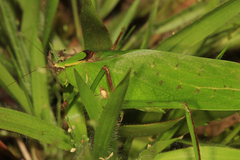 Stilpnochlora thoracica