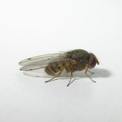 Gitona distigma