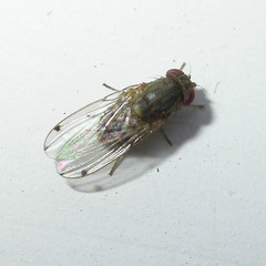 Gitona distigma