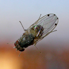 Gitona distigma