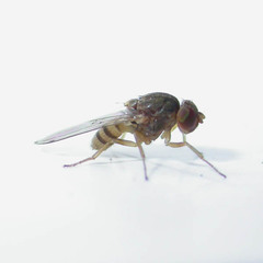 Gitona distigma