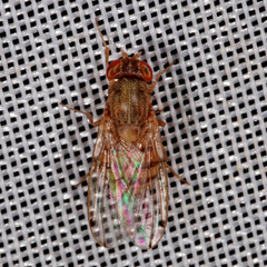 Gitona distigma