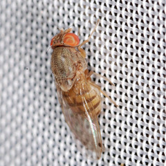 Gitona distigma