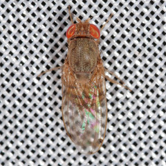 Gitona distigma