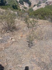 Acmispon dendroideus dendroideus