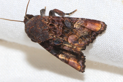 Euplexia triplaga