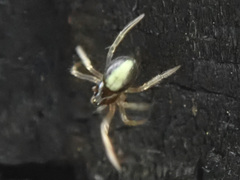 Neottiura bimaculata