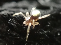 Neottiura bimaculata