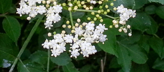 Sambucus nigra