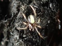 Neottiura bimaculata