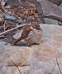 Ochetorhynchus andaecola