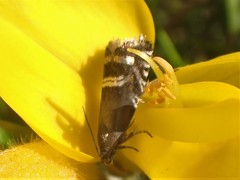 Grapholita internana