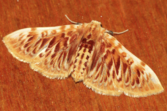 Polygrammodes sanguinalis