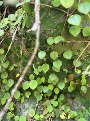 Peperomia serpens
