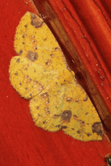 Periclina rumiaria