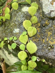 Peperomia serpens
