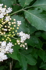 Sambucus nigra