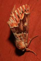 Caripeta hyperythrata