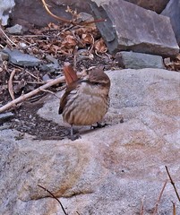 Ochetorhynchus andaecola