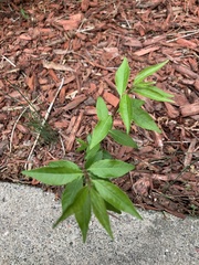 Euonymus alatus