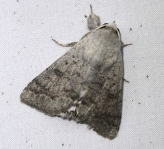 Pandesma submurina