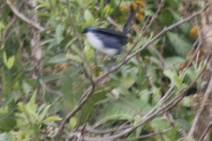 Melanotis hypoleucus