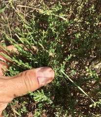 Hypericum brasiliense