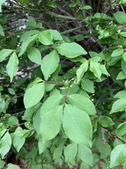Euonymus alatus