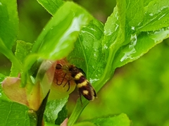 Micropterix aureatella