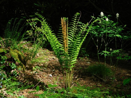 Cinnamon fern