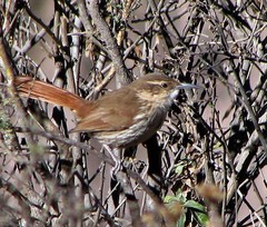 Ochetorhynchus andaecola