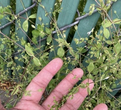 Stellaria apetala